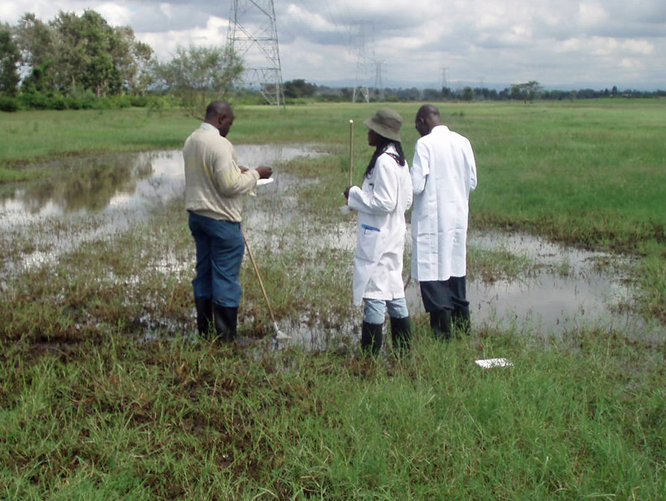 Scientists study a typical dambo habitat at Sukari Farm, a long-term Rift Valley Fever study site just outside Nairobi, Kenya. 