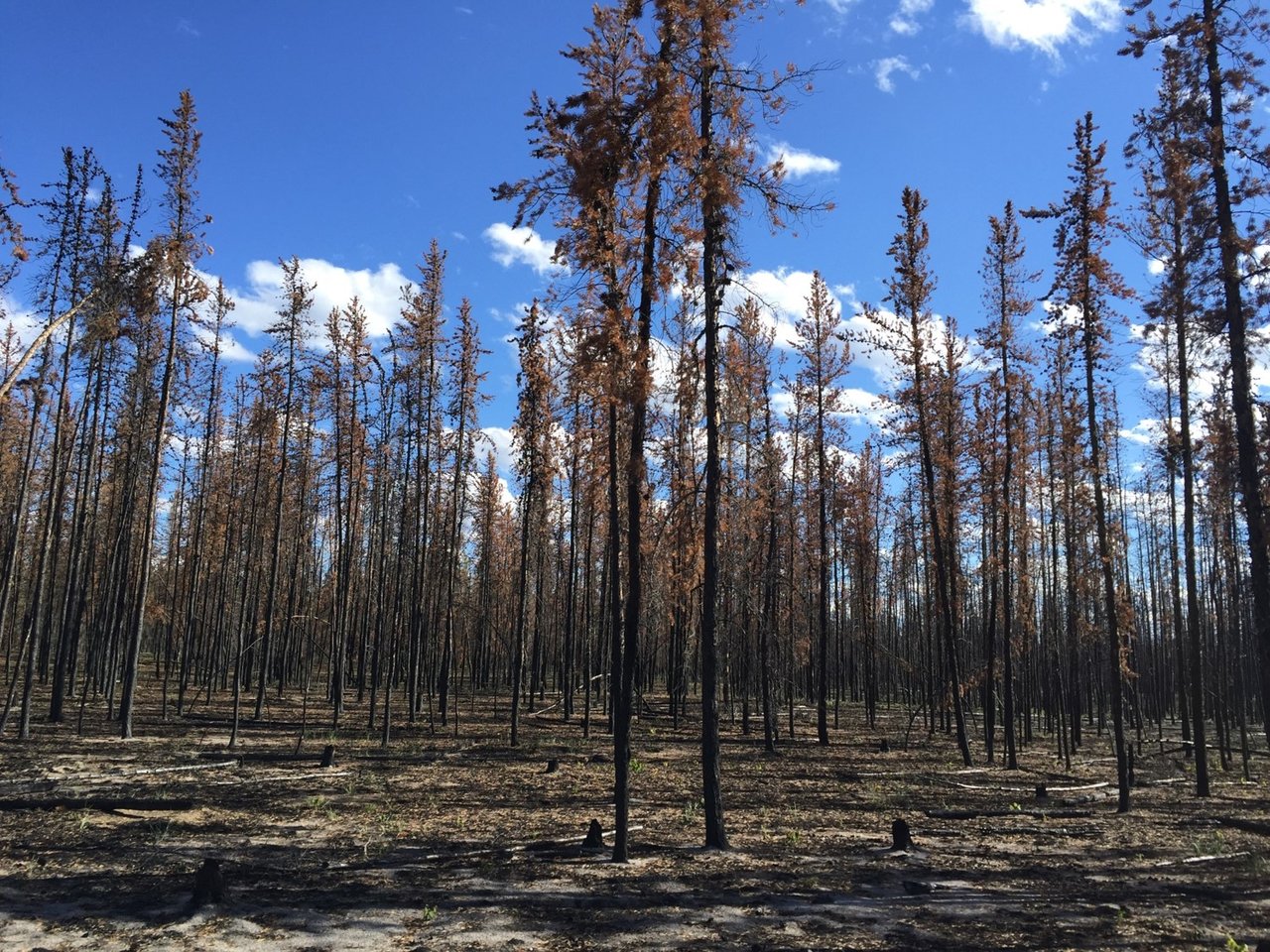 deforestation effects on global warming