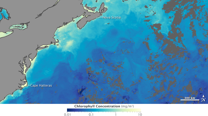 Chlorophyll & Sea Surface Temperature. Credit: NASA Earth Observatory