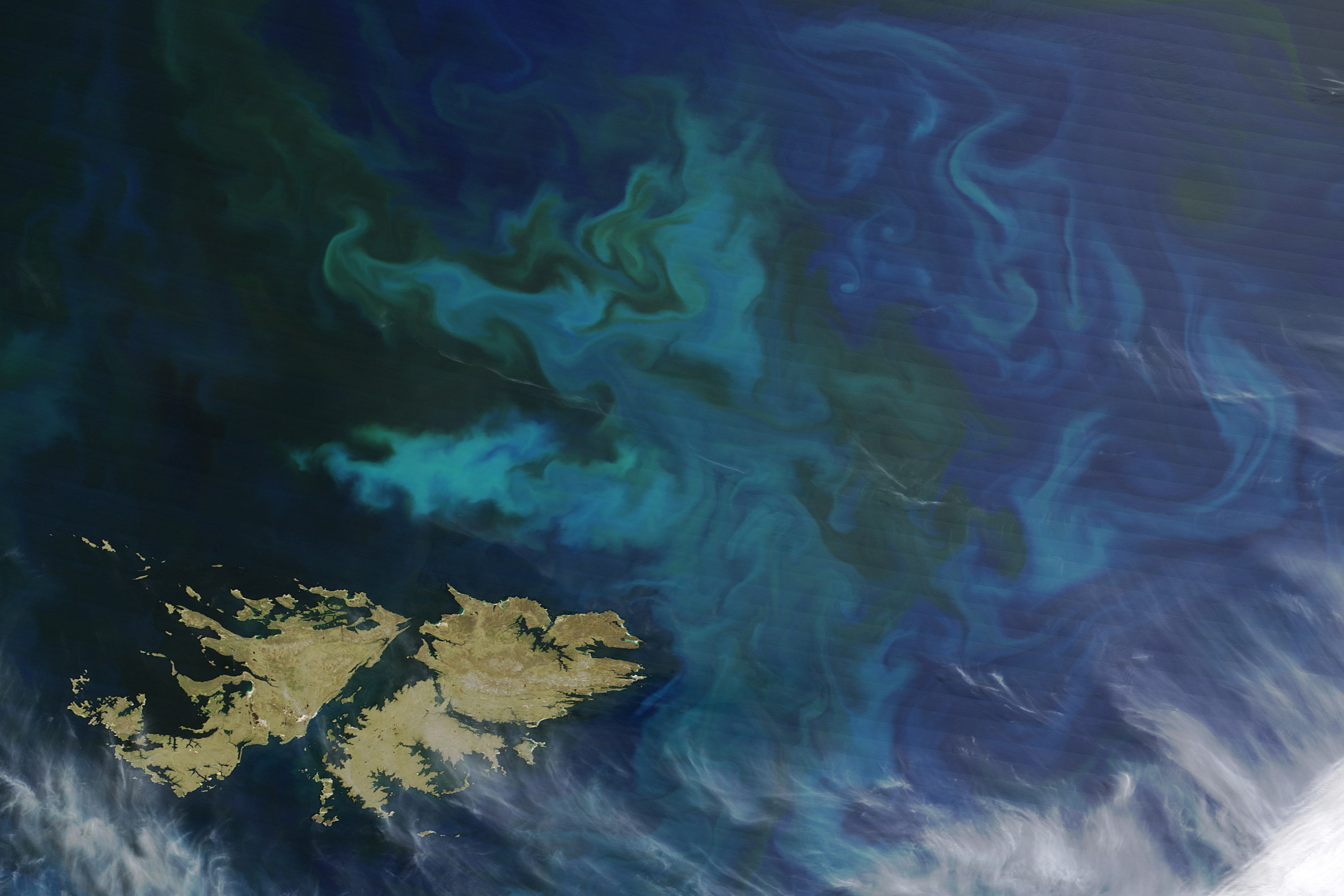 Phytoplankton Bloom off the Falkland Islands