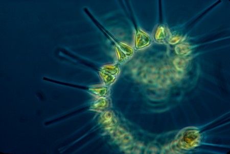 An image of phytoplankton.