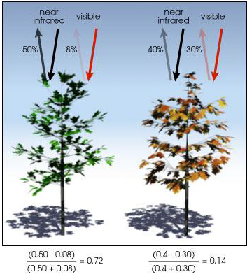 NDVI Calculation Examples - Credit Robert Simmon