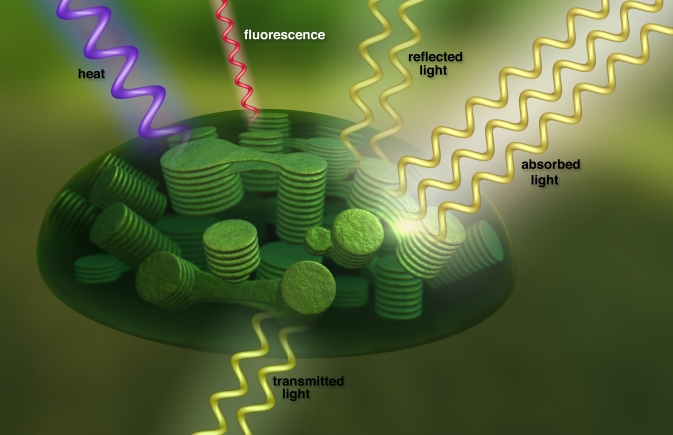 Machinery inside the chloroplasts of plant cells converts sunlight to energy, emitting fluorescence in the process. Scientists can detect the fluorescence fingerprint in satellite data. Image Credit: NASA Goddard's Conceptual Image Lab/T. Chase