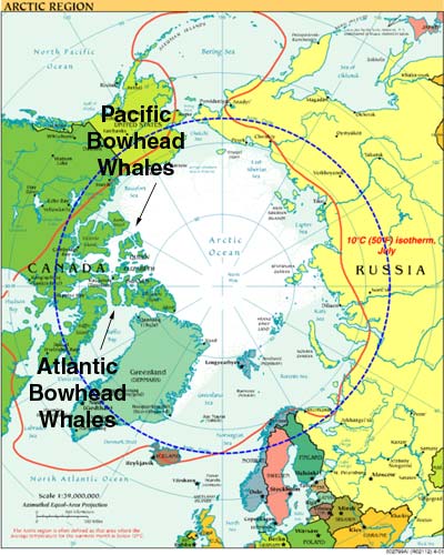 Bowhead Whale Populations Mingle - Image Credit: NASA Climate Kids
