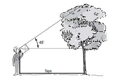 Trees Around the GLOBE