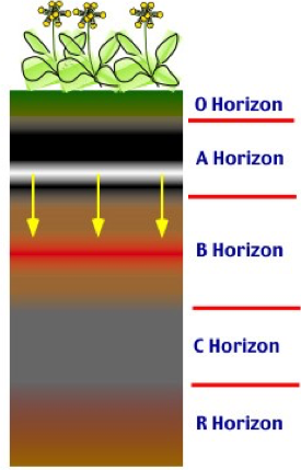 soil profile horizons