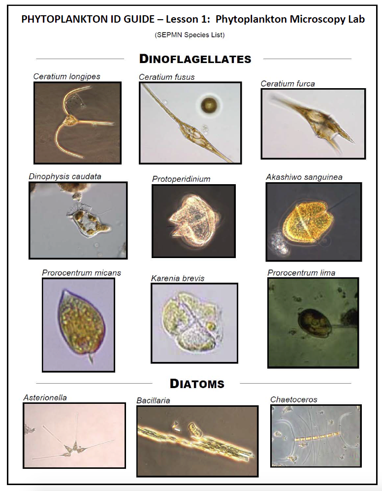 PHYTOPLANKTON ID GUIDE