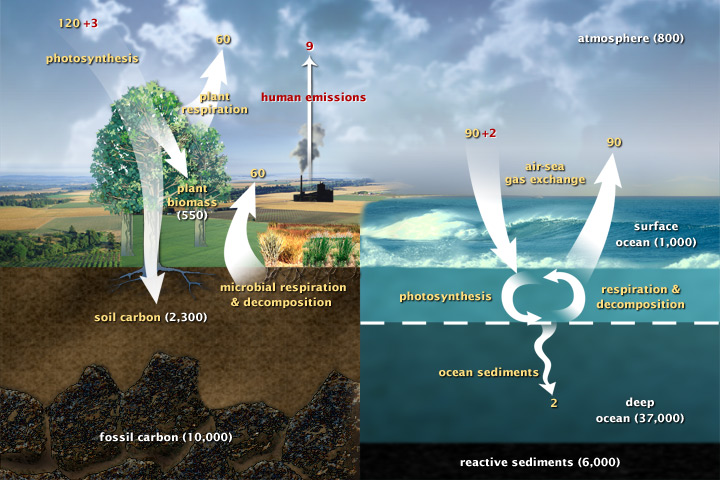 carbon cycle