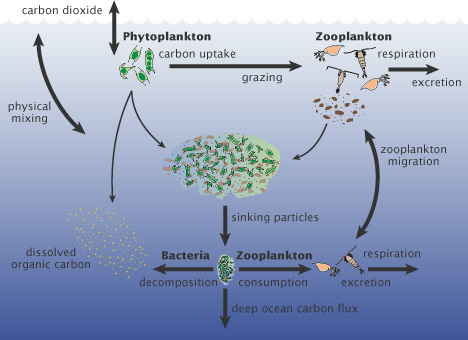 biological carbon pump