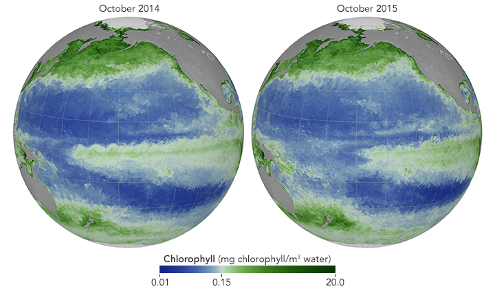 Chlorophyll concentrations rise and fall with the presence of phytoplankton. During the 2015 El Niño, warming water temperatures changed where phytoplankton bloomed in the Pacific Ocean. (NASA Earth Observatory maps by Joshua Stevens and Stephanie Schollaert Uz, using data from MODIS, NASA OceanColor Web, and SeaDAS.)