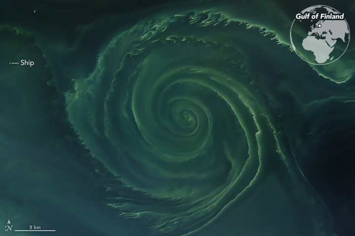 Phytoplankton and blue-green algae blooms off of Scandinavia seem to be particularly intense this summer.