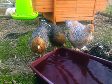 Sforza's European heritage breed chickens. Image Credit: Courtesy of D. Sforza