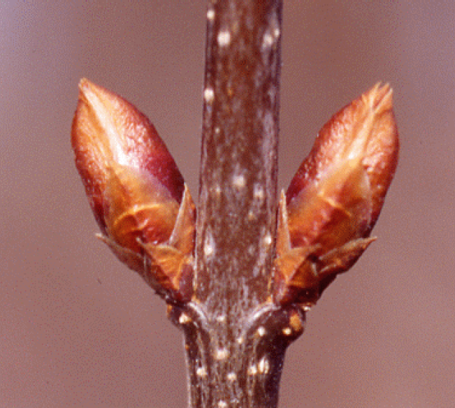 Lilac Phenology Image
