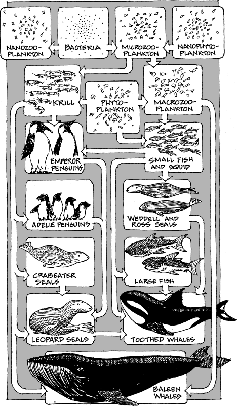 Phytoplankton form the base of the aquatic food web. (Illustration ©2010 Gulf of Maine Research Institute.)