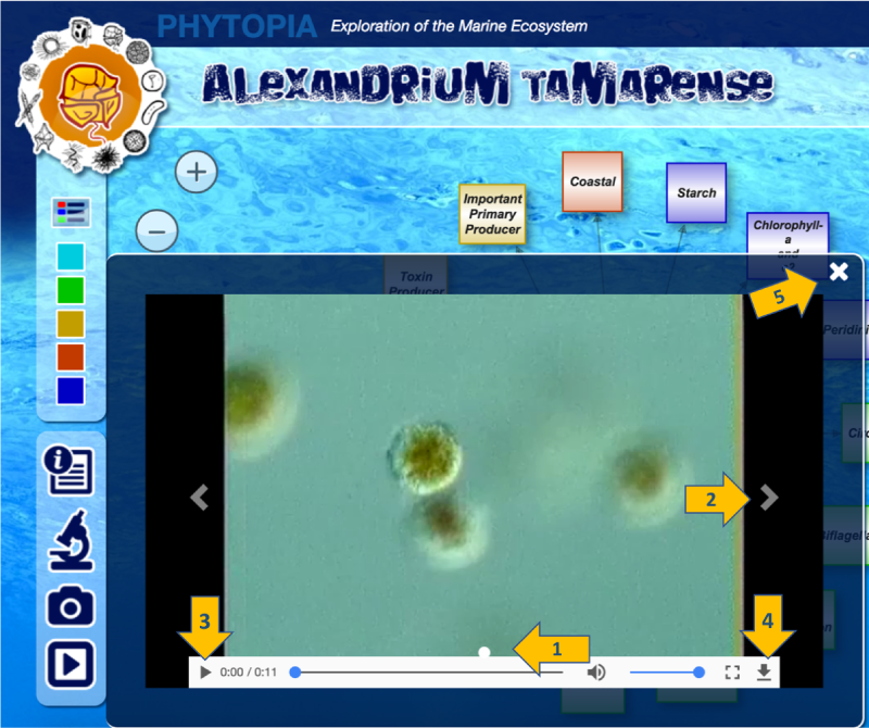 Tip: Check out Alexandrium tamarense to see a video of its "dinomotillity" - the twirling motion used by dinoflagellates that cause the organism to swim in a unique spiral path.