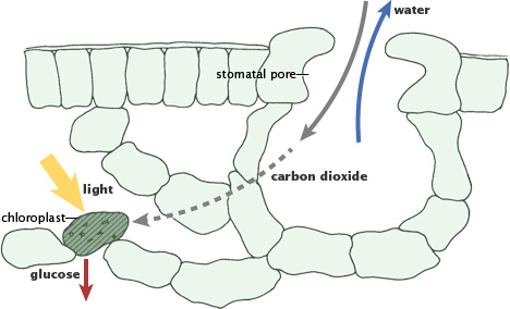 respiration of plants