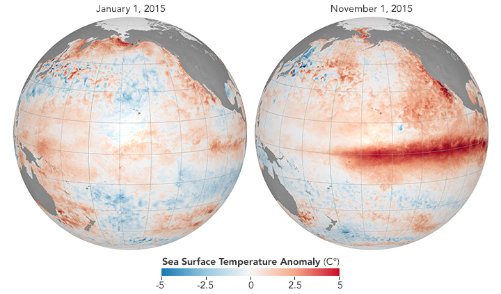El Niño is associated with above-average equatorial sea surface temperatures. El Niño's signature warmth is apparent in the November 2015 map. (NASA Earth Observatory maps by Joshua Stevens, using data from Coral Reef Watch.)