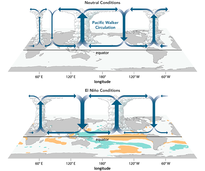 Atmospheric circulation over the equator—the Walker circulation—changes substantially with the arrival of El Niño. (Illustration by NOAA/Climate.gov)