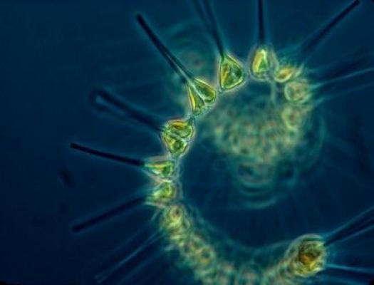 Global Phytoplankton Distribution Story Map Icon