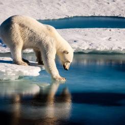 A photograph of a polar bear testing the strength of sea ice.