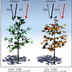 NDVI Calculation Examples - Credit Robert Simmon
