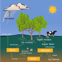 Nitrogen Cycle