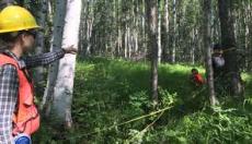 forest